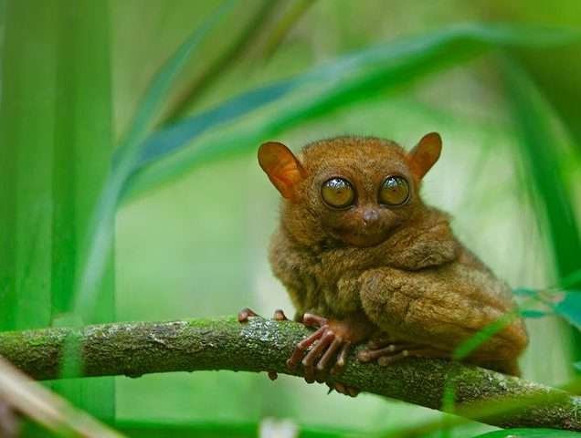Bohol