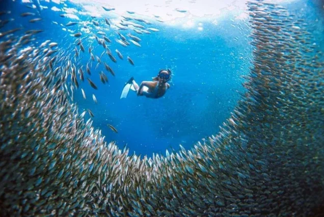 Large school of sardines swimming together in the clear waters of Moalboal, Cebu.
