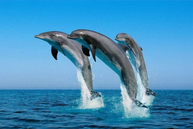 Tropical seascape: highlights of Bais Dolphin Watching & Manjuyod Sandbar.