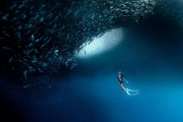 Moalboal Sardine Run in Moalboal Cebu, highlights of Oslob Whale Shark & Moalboal Sardine Tour