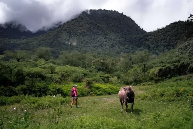 Cuernos de Negros, a highest mountain in Negros. Highlight of Mt. Talinis Day Tour.