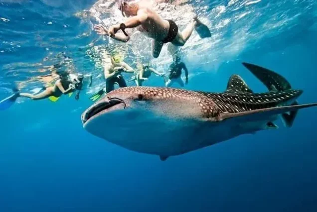 highlights of Oslob Whale Shark Watching