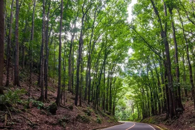 Dense canopy of mahogany trees along the Bohol Man-Made Forest in Bilar, Bohol.