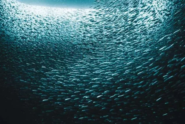 Pack of School Sardines in Moalboal Cebu - highlights of Oslob Whale Shark & Moalboal Sardine Tour