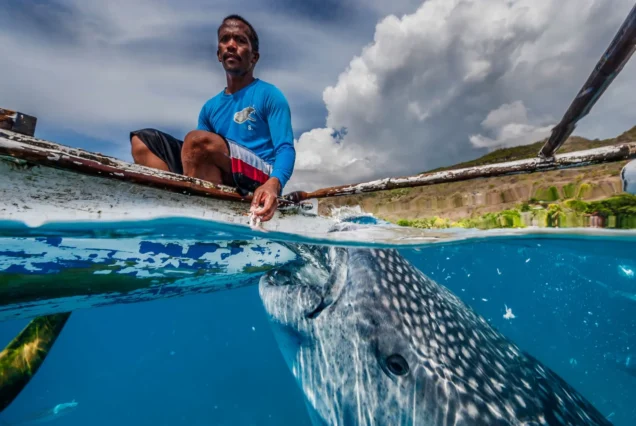 Whale Shark with fishermen- highlights of Oslob Whale Shark Watching