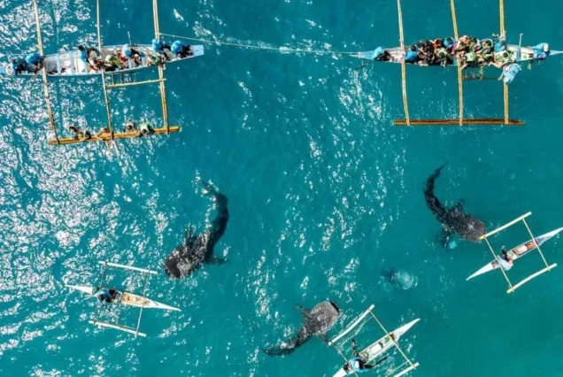 Whale Shark Watching with boats and tourist in Oslob Whale Shark Watching