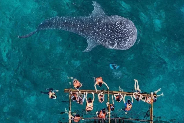 Whale Shark with group of People - highlights of Oslob Whale Shark Watching