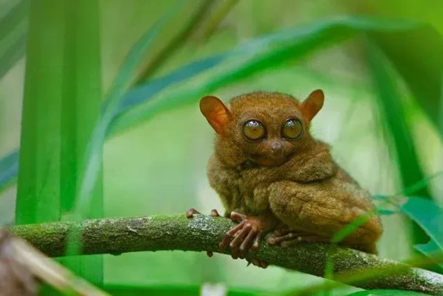 Philippine tarsier clinging to a tree branch in the sanctuary