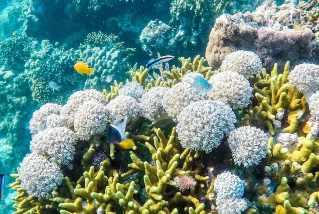 Siquijor Snorkeling Day Tour
