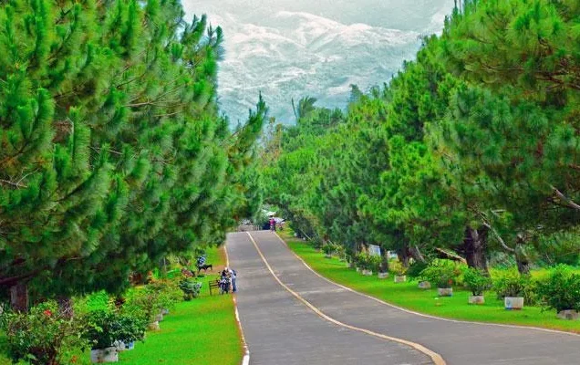 Tall pine trees surrounding a scenic forest road in Don Salvador Benedicto, Negros Occidental.