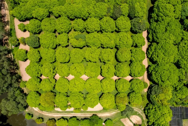 Lush mango plantation in Guimaras, featuring rows of mango trees across the island’s green agricultural landscape.