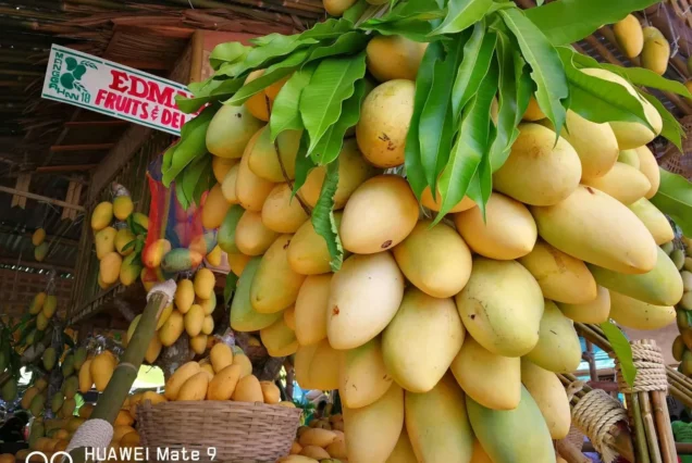 Guimaras Mango | Famous Philippine Mango