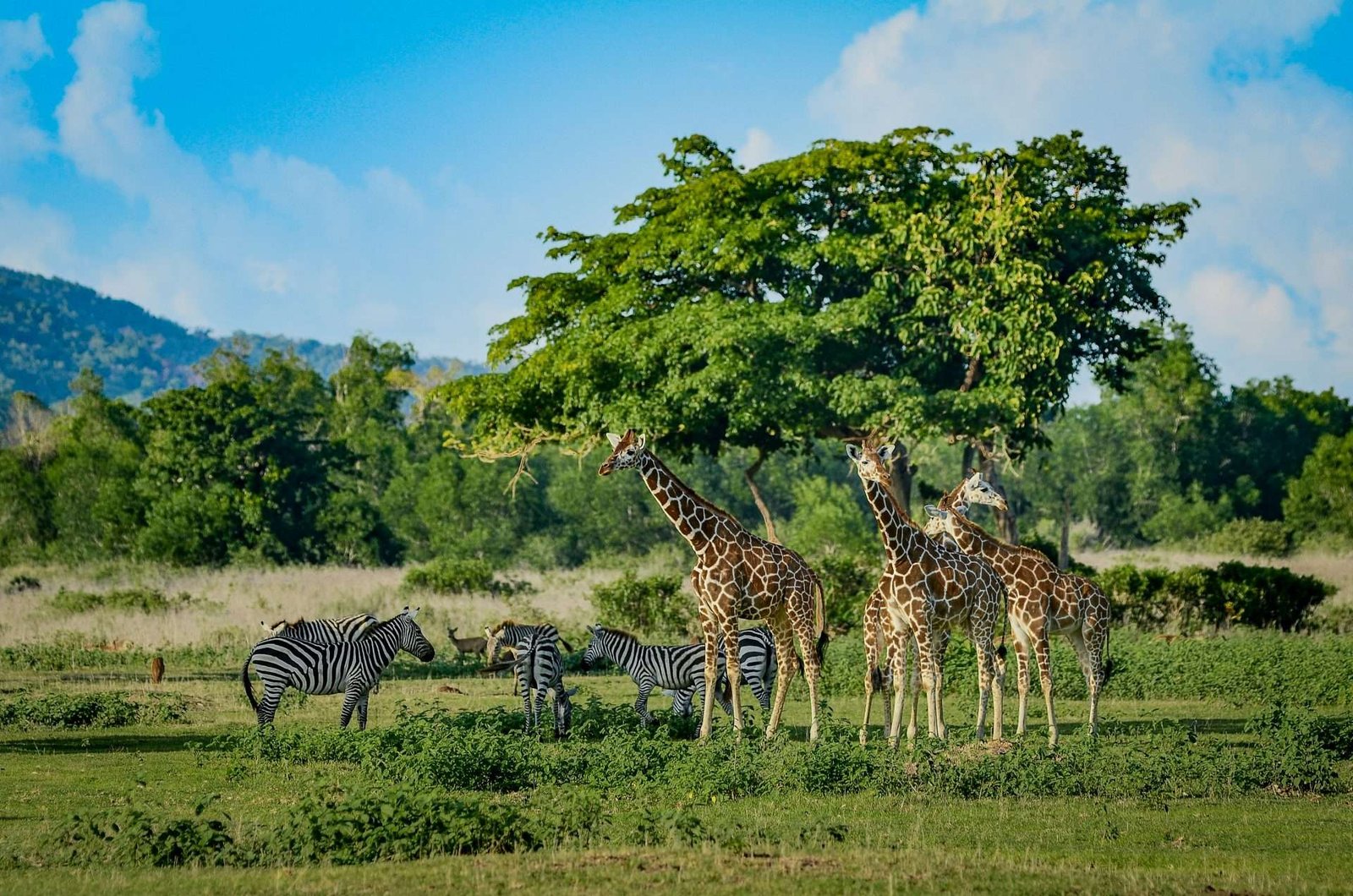 Calauit Safari Joiner Tour – Wildlife Adventure in Coron, Palawan