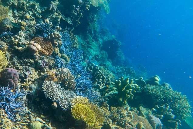 Reef Garden in Coron, Palawan