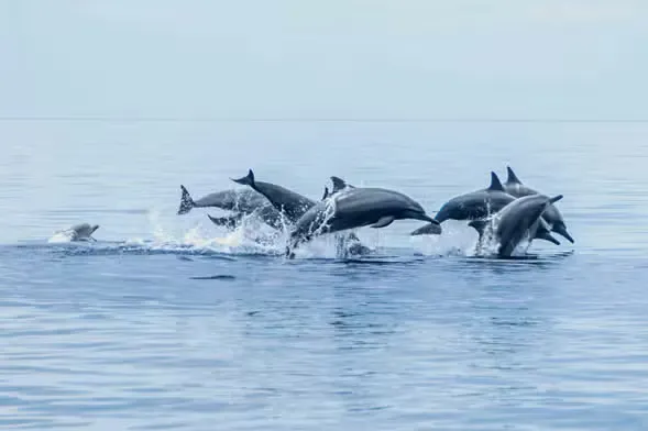 Dolphins swimming in the open waters of Bohol during an early-morning dolphin-watching tour.