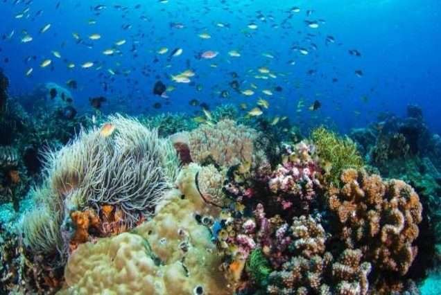 Apo Island